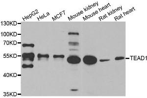 Western blot analysis of extracts of various cell lines, using TEAD1 antibody. (TEAD1 antibody)