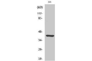 Western Blotting (WB) image for anti-Ethanolamine Kinase 2 (ETNK2) (Internal Region) antibody (ABIN3175032)