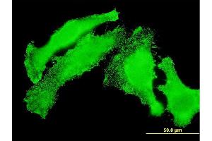 Immunofluorescence of monoclonal antibody to TAOK3 on HeLa cell. (TAO Kinase 3 antibody  (AA 809-898))