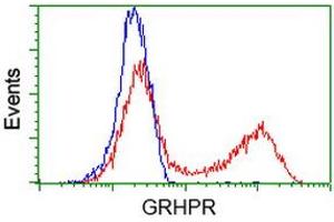 HEK293T cells transfected with either RC200963 overexpress plasmid (Red) or empty vector control plasmid (Blue) were immunostained by anti-GRHPR antibody (ABIN2453971), and then analyzed by flow cytometry. (GRHPR antibody)