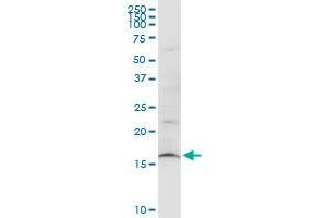 SUB1 monoclonal antibody (M11), clone 3A1. (SUB1 antibody  (AA 32-124))