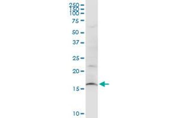 SUB1 antibody  (AA 32-124)