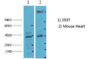 Western Blot (WB) analysis of 1) 293T, 2) Mouse Heart tissue, diluted at 1:2000. (CDX2 antibody)
