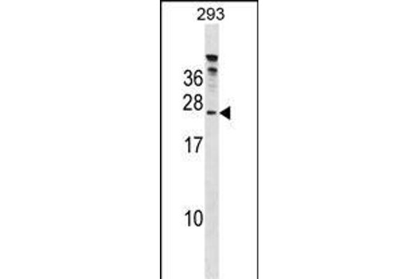 HTATSF1 antibody  (C-Term)