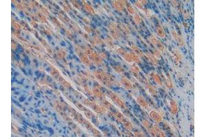 IHC-P analysis of Mouse Stomach Tissue, with DAB staining. (TLR4 antibody  (AA 26-269))