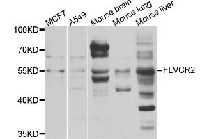 Western blot analysis of extracts of various cell lines, using FLVCR2 antibody (ABIN5975195) at 1/1000 dilution.