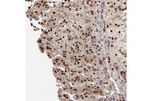 Immunohistochemical staining of human adrenal gland with EAPP polyclonal antibody  shows strong nuclear positivity in cortical cells. (EAPP antibody)
