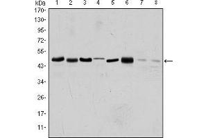 Western blot analysis using AURKA mouse mAb against HEK293 (1), Sw620 (2), MCF-7 (3), Jurkat (4), Hela (5), HepG2 (6), Cos7 (7) and PC-12 (8) cell lysate. (Aurora A antibody)