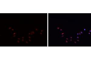 ABIN6269094 staining HepG2? (C-JUN antibody  (N-Term))