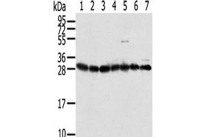 Western Blot analysis of HepG2, Jurkat, Hela, Raji, RAW264. (RPS3 antibody)