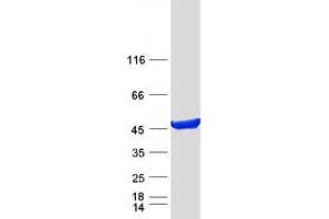 Validation with Western Blot (PAICS Protein (Transcript Variant 2) (Myc-DYKDDDDK Tag))