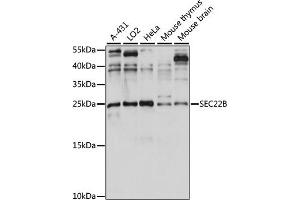 Western blot analysis of extracts of various cell lines, using SEC22B antibody (ABIN7270167) at 1:1000 dilution. (SEC22B antibody  (AA 85-195))