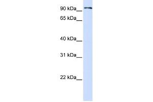 WB Suggested Anti-PCDHB13 Antibody Titration:  0.