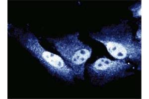 Immunofluorescent staining of HeLa cells. (CDC27 antibody  (AA 145-343))