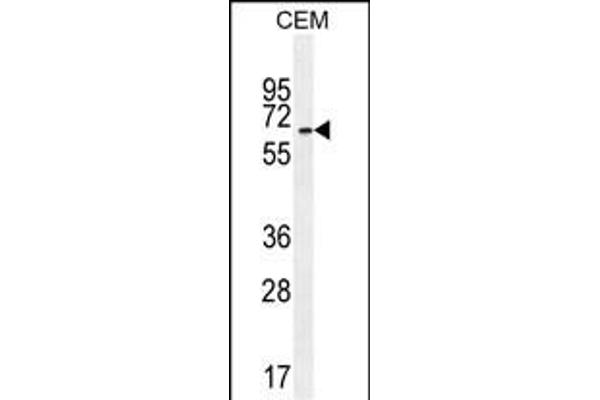 UNCX antibody  (C-Term)