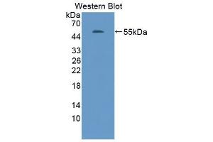 Detection of Recombinant ADP, Canine using Polyclonal Antibody to Adiponectin (ADPN) (ADIPOQ antibody  (AA 18-244))