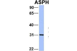 Host:  Rabbit  Target Name:  WT1  Sample Type:  721_B  Antibody Dilution:  1. (Aspartate beta Hydroxylase antibody  (N-Term))
