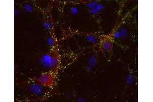 Indirect immunostaining of PFA fixed rat hippocampus neurons with anti-collybistin (dilution 1 : 500; red) and rabbit anti-VGAT (, dilution 1 : 500; green).