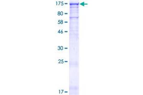 MAPKBP1 Protein (AA 1-1015) (GST tag)