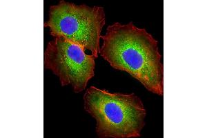 Immunofluorescence (IF) image for anti-alpha-2-HS-Glycoprotein (AHSG) (AA 247-276), (C-Term) antibody (ABIN654065)