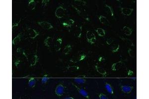 Immunofluorescence analysis of U-2 OS cells using COX5B Polyclonal Antibody at dilution of 1:100. (COX5B antibody)