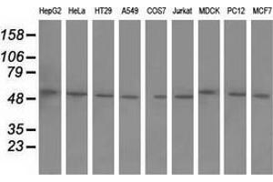 Western blot analysis of extracts (35 µg) from 9 different cell lines by using anti-BTN1A1 monoclonal antibody. (BTN1A1 antibody)