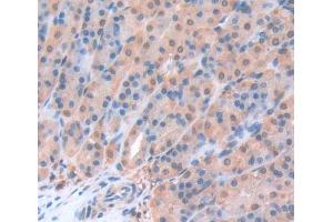 Used in DAB staining on fromalin fixed paraffin- embedded Kidney tissue (Geminin antibody  (AA 8-206))