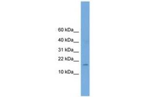 Image no. 1 for anti-Basic Helix-Loop-Helix Family, Member A9 (BHLHA9) (AA 51-100) antibody (ABIN6744639) (BHLHA9 antibody  (AA 51-100))