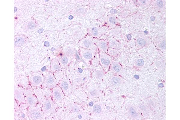 TAAR5 antibody  (N-Term)