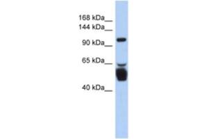 Western Blotting (WB) image for anti-Leucine Rich Repeat Containing 8 Family, Member B (LRRC8B) antibody (ABIN2463917) (LRRC8B antibody)