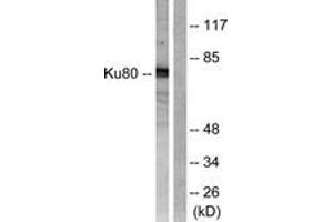 Western blot analysis of extracts from COS7 cells, using Ku80 (Ab-714) Antibody. (XRCC5 antibody  (AA 683-732))