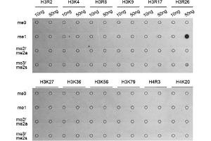 Dot-blot analysis of various methylation peptides using Monomethyl-Histone H3-R26 antibody (ABIN5969833). (Histone 3 antibody  (H3R26me))