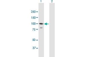 Western Blot analysis of CALCOCO1 expression in transfected 293T cell line by CALCOCO1 MaxPab polyclonal antibody.