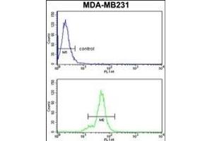 NCK1 Antibody (N-term) (ABIN652772 and ABIN2842508) flow cytometry analysis of MDA-M cells (bottom histogram) compared to a negative control cell (top histogram). (NCK1 antibody  (N-Term))