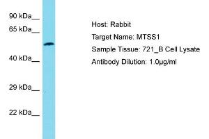 Host: Rabbit Target Name: MTSS1 Sample Type: 721_B Whole Cell lysates Antibody Dilution: 1. (MTSS1 antibody  (Middle Region))