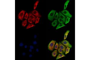 ABIN6264965 and ABIN6273160 staining Hela cells by IF/ICC. (SCG3 antibody  (Internal Region))