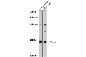 Western blot analysis of extracts of various cell lines, using  antibody (ABIN6129174, ABIN6136713, ABIN6136714 and ABIN6215423) at 1:3000 dilution. (AKAP7 antibody  (AA 1-81))