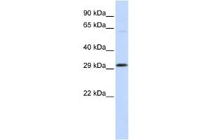 Western Blotting (WB) image for anti-Ovo-Like 2 (OVOL2) antibody (ABIN2458411) (OVOL2 antibody)