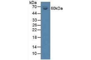 Figure. (SERPINA6 antibody  (AA 268-391))