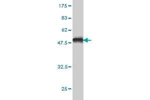 ZNF202 antibody  (AA 301-400)