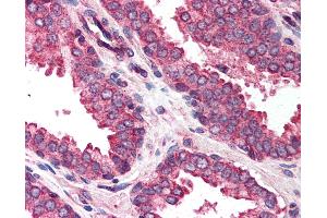 Anti-DAD1 antibody IHC of human prostate. (DAD1 antibody  (C-Term))