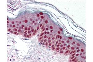 Anti-CDK9 antibody IHC of human skin. (CDK9 antibody)