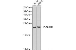Western blot analysis of extracts of various cell lines using PLA2G2D Polyclonal Antibody at dilution of 1:1000. (PLA2G2D antibody)