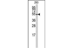 Western blot analysis of anti-CYP26B1 Antibody in 293 cell line lysates (35ug/lane).