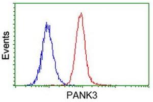 Image no. 1 for anti-Pantothenate Kinase 3 (PANK3) antibody (ABIN1500028) (PANK3 antibody)