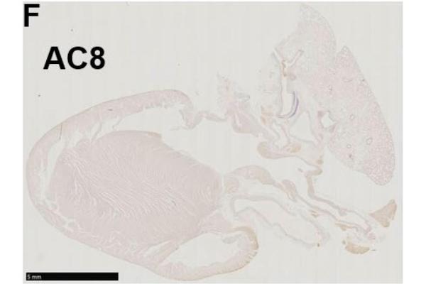 ADCY8 antibody  (AA 151-250)