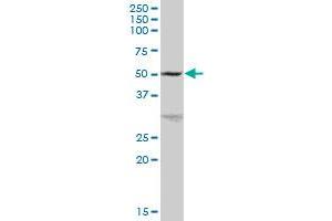 GK MaxPab polyclonal antibody. (Glycerol Kinase antibody  (AA 1-524))