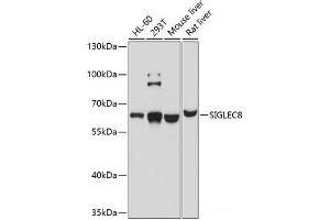 Western blot analysis of extracts of various cell lines using SIGLEC8 Polyclonal Antibody at dilution of 1:1000.