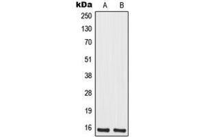 Western blot analysis of MRPS12 expression in Jurkat (A), HeLa (B) whole cell lysates. (MRPS12 antibody  (Center))
