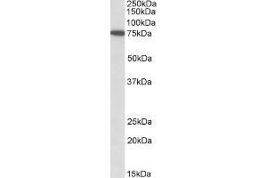 ABIN571095 (1 µg/mL) staining of HeLa lysate (35 µg protein in RIPA buffer).